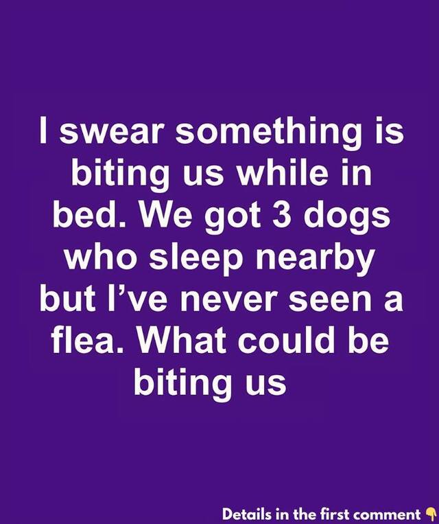 Why Are We Getting Bitten at Night? Identifying the Mystery Behind Nocturnal Bites